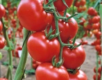 Tomaten-Hurrikan