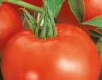 Tomaten Ural
