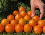 Tomaten Entlein