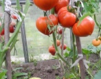 Tomatenmorgentau