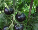 Tomaten-Schwarz-Bund