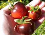 Tomaten-Heidelbeere