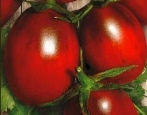 Tomatenpflaumen