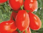 Cherryfinger Tomate
