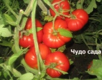 Gartenwunder Tomate