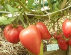 Tomatenwunder von Walford