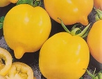 Tomaten-Zitrus-Garten