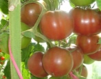 Cikánská rajčata