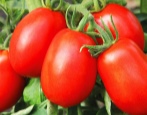 Tomaten Herzogin