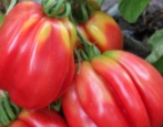 Tomaten Etual
