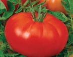Tomaten Etüde