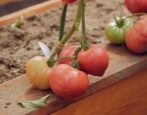 Evoluce rajčat