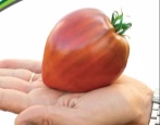 Tomaten lila Herz