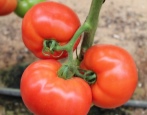 Tomatenkönigin des Marktes