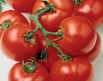 Tomatenroter Stern