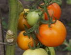 Tomaten-Charme
