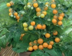 Tomaten-Orangen-Kappe