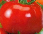 Tomaten Pyshka