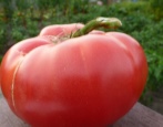 Tomate russische Seele