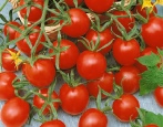 Tomate frech