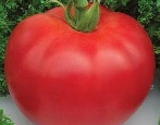 Tomaten-Monomakh-Hut