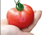 Tomaten Strega