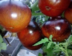 Tomate dunkle Galaxie