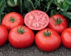 Tomaten Tomsk