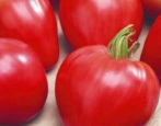 Tomaten Herr