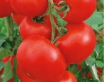 Tomaten-Apfelbaum Russlands