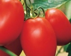 Tomaten Yaki