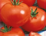Tomaten Yamal