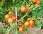 Tomato Amber Placer