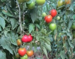 Tomatenjubiläum Tarasenko