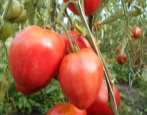 Tomate Frau Schlaubachs berühmte Erdbeere