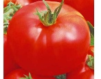 Tomate Alei
