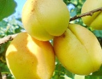 Aprikosen-Ananas