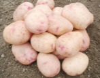 Kartoffeln Aurora