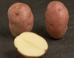 Wunschkartoffeln