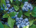 Blueberry Jersey (Jersey)