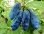 Geißblatt Blaue Banane (Blaue Banane)