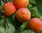 Aprikosengräfin