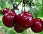 Cherry Griot Weißrussisch