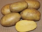 Gulliver Kartoffeln