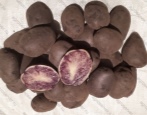 Indigo-Kartoffeln