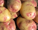 Kartoffeln Ivan da Marya