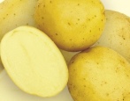 Kartoffeln Krepysh