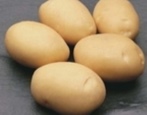 Kartoffeln Latona