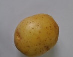 Molly Kartoffeln