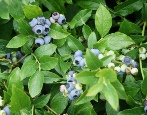 Blueberry North Country (Nordland)